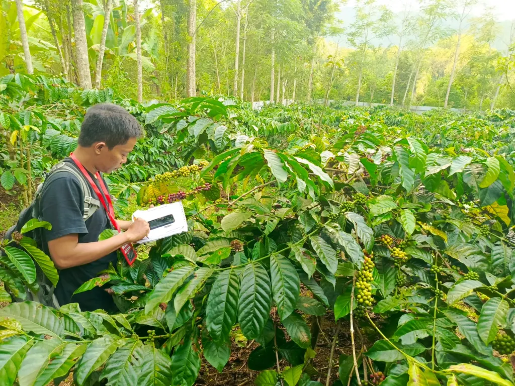 Panen Raya Kopi di Sumatera, Permintaan Meningkat Seiring Menjamurnya Kedai Kopi}