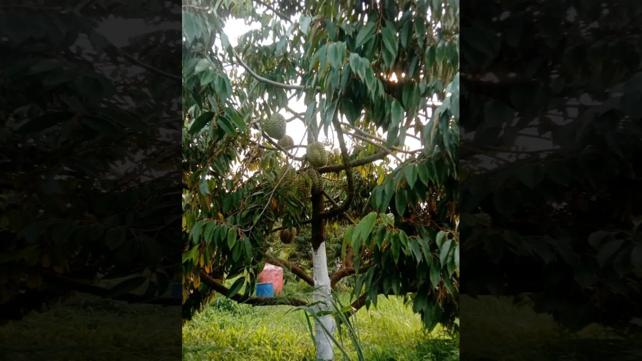 Dari Kerinduan pada Durian, Jamaludin Bangun Surga King of Fruit di Taruko Sirukam}